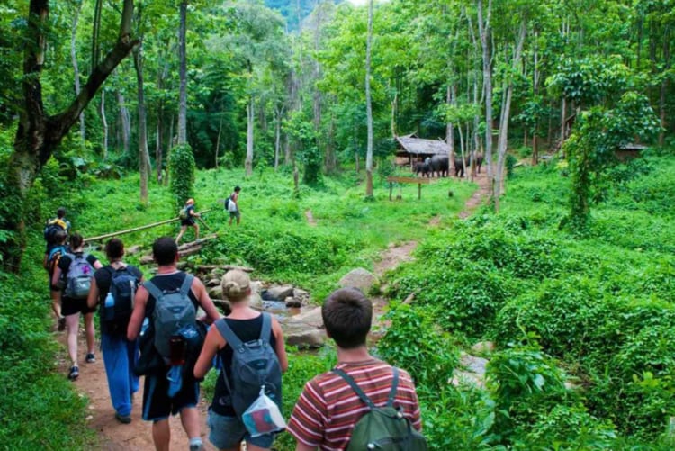 What to do in Cuc Phuong National Park - Lua Viet Tours 