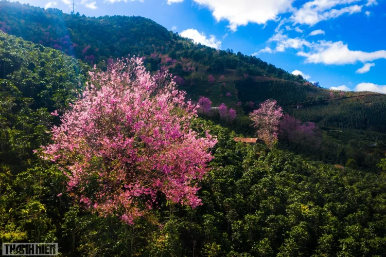 6 places to admire the cherry blossoms in Da Lat this spring! 