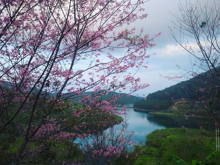 6 places to admire the cherry blossoms in Da Lat this spring! 