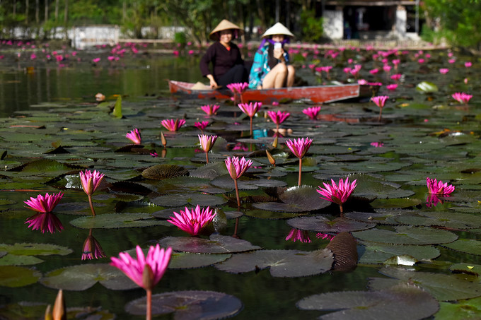 Water lilies are also a rustic delicacy, a specialty of the Southwestern region of Vietnam.